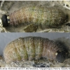 carch alceae larva5 volg15